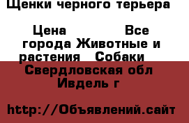 Щенки черного терьера › Цена ­ 35 000 - Все города Животные и растения » Собаки   . Свердловская обл.,Ивдель г.